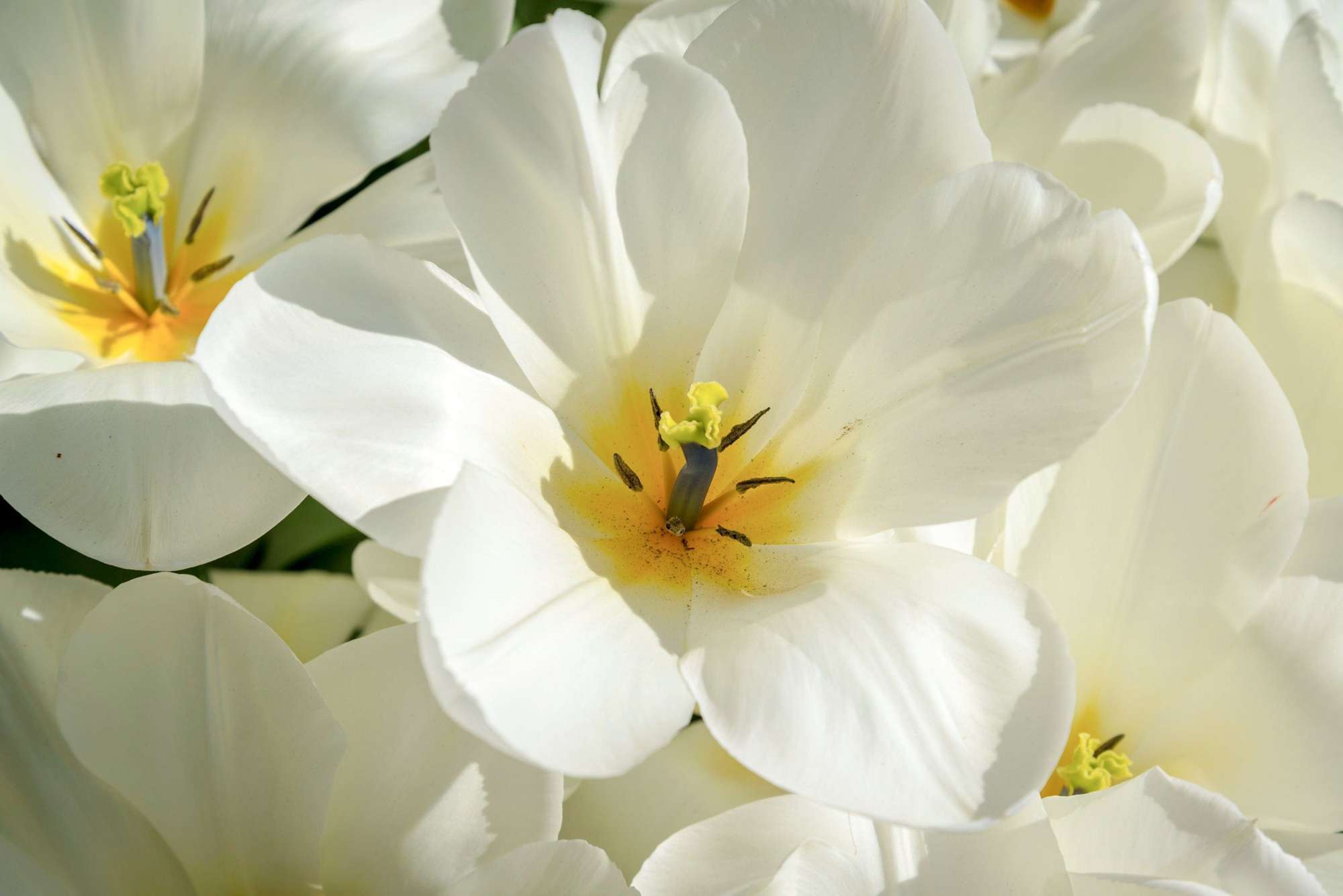 Tulpe 'Purissima'